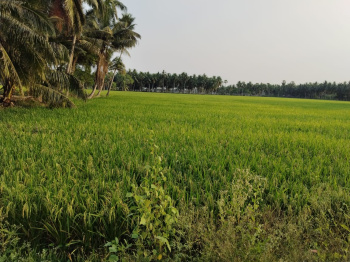  Agricultural Land for Sale in Amalapuram, East Godavari