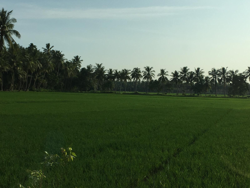  Agricultural Land 5 Acre for Sale in Amalapuram, East Godavari