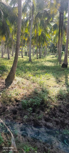  Agricultural Land 1 Acre for Sale in Amalapuram, East Godavari