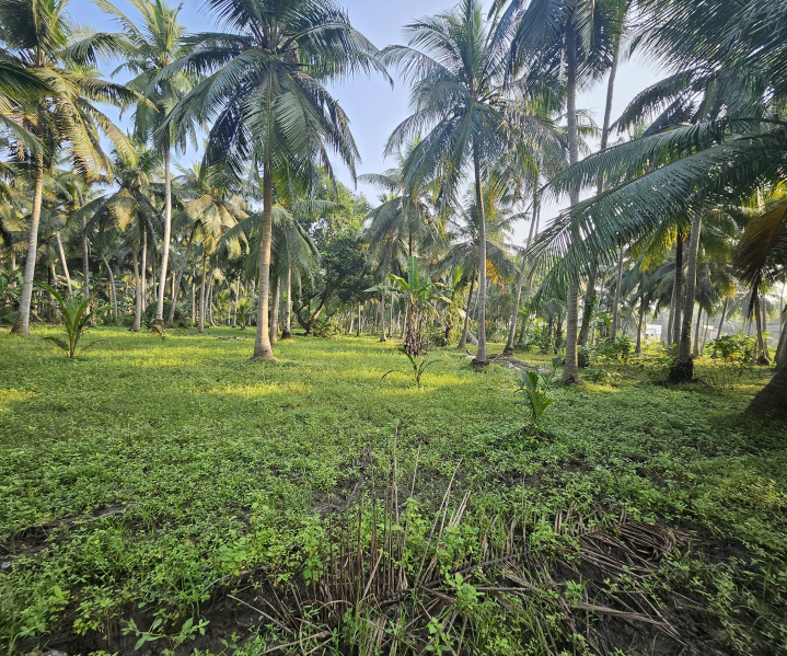  Agricultural Land 45 Cent for Sale in Mummidivaram, East Godavari