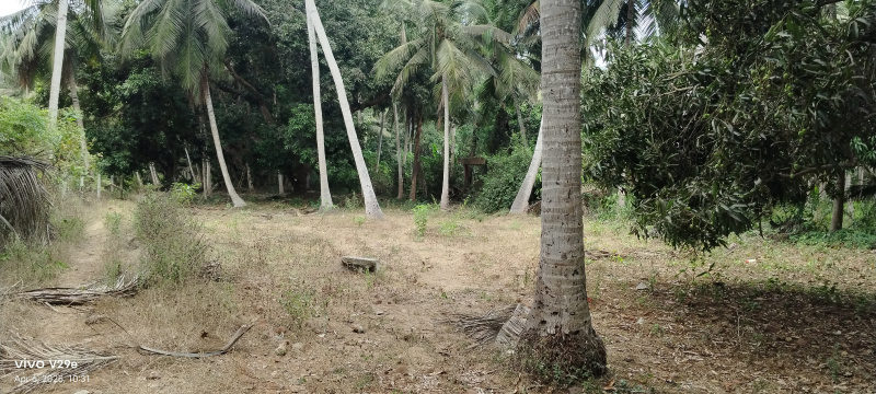  Agricultural Land 39 Cent for Sale in Razole, East Godavari