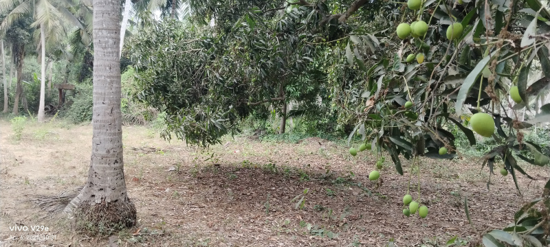  Agricultural Land 39 Cent for Sale in Razole, East Godavari