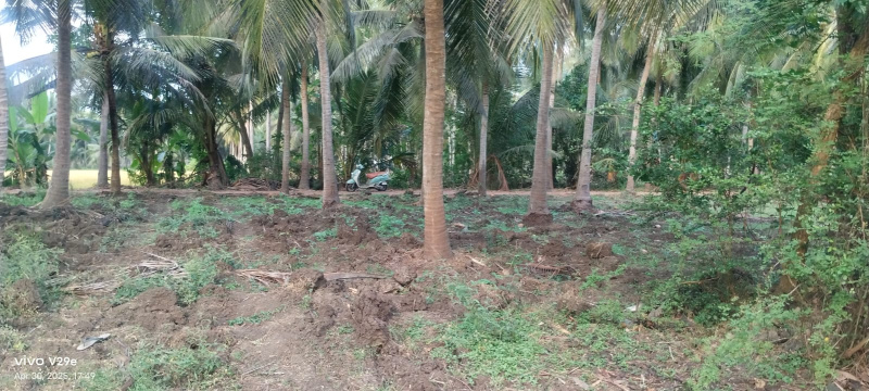  Agricultural Land 50 Cent for Sale in Mummidivaram, East Godavari