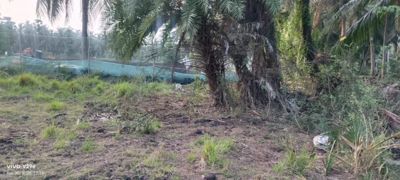  Agricultural Land 50 Cent for Sale in Mummidivaram, East Godavari