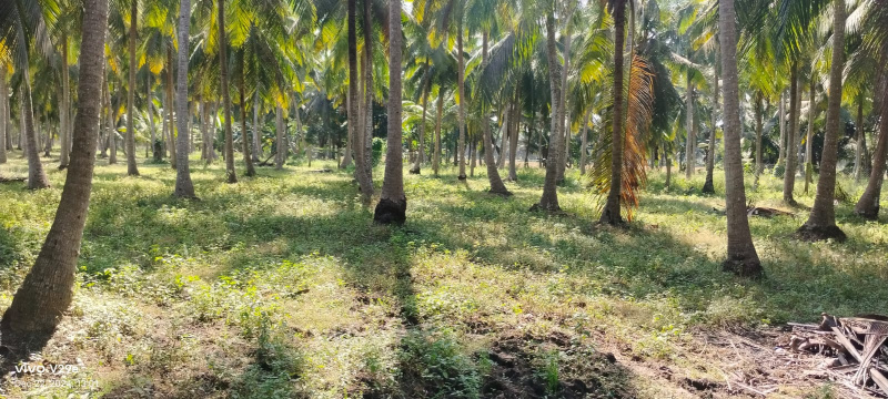  Residential Plot 26 Cent for Sale in Mummidivaram, East Godavari