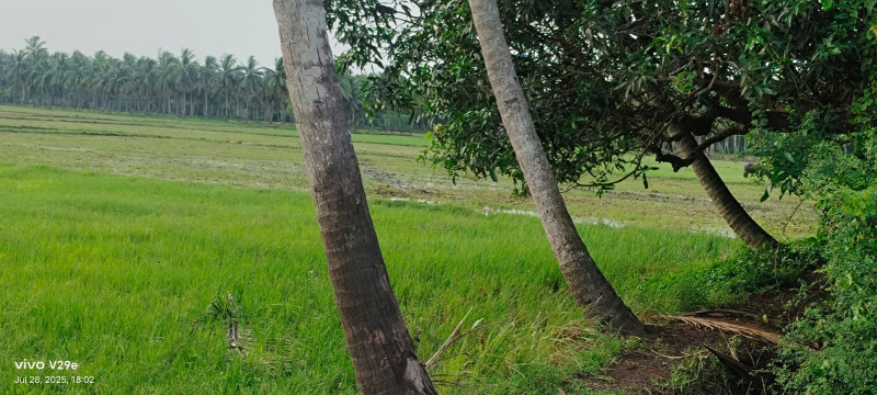  80 Cent Agricultural/Farm Land for Sale in Mummidivaram, East Godavari