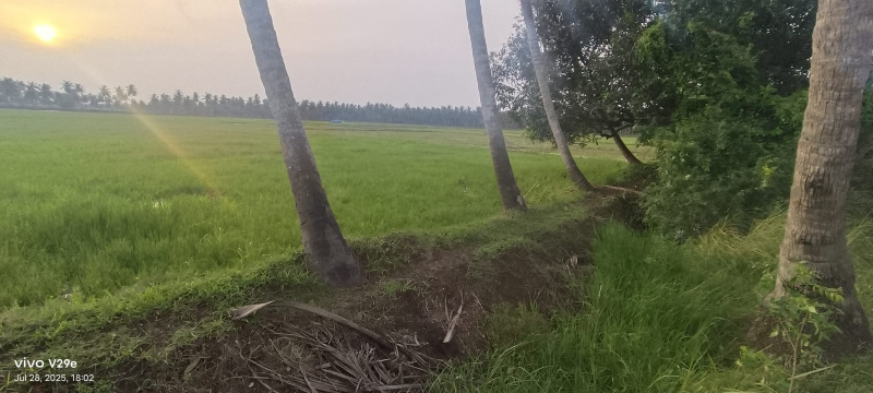  80 Cent Agricultural/Farm Land for Sale in Mummidivaram, East Godavari