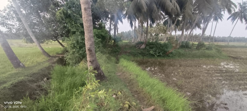  80 Cent Agricultural/Farm Land for Sale in Mummidivaram, East Godavari