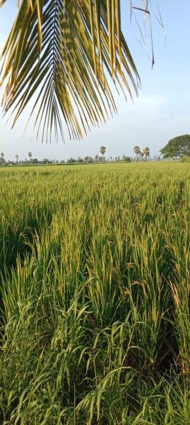  3 Ares Agricultural/Farm Land for Sale in Mandapeta, East Godavari