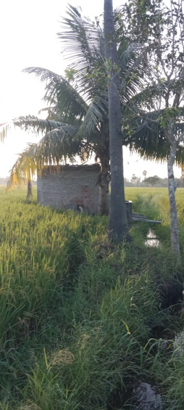  3 Ares Agricultural/Farm Land for Sale in Mandapeta, East Godavari