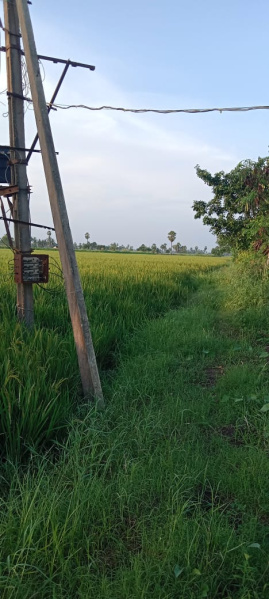  3 Ares Agricultural/Farm Land for Sale in Mandapeta, East Godavari