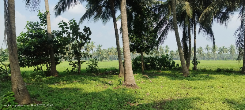  20 Cent Agricultural/Farm Land for Sale in Amalapuram, East Godavari