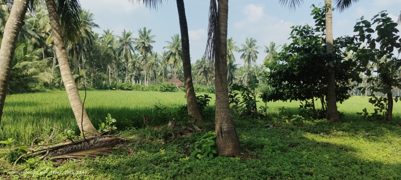  20 Cent Agricultural/Farm Land for Sale in Amalapuram, East Godavari