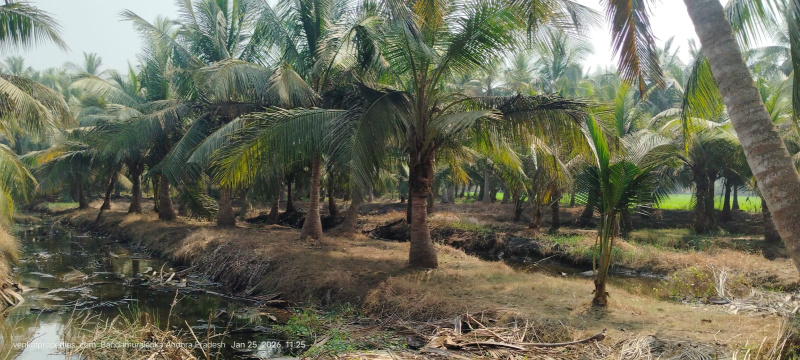  1 Acre Agricultural/Farm Land for Sale in Amalapuram, East Godavari