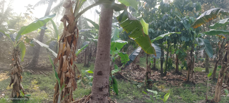  6 Acre Agricultural/Farm Land for Sale in Amalapuram, East Godavari