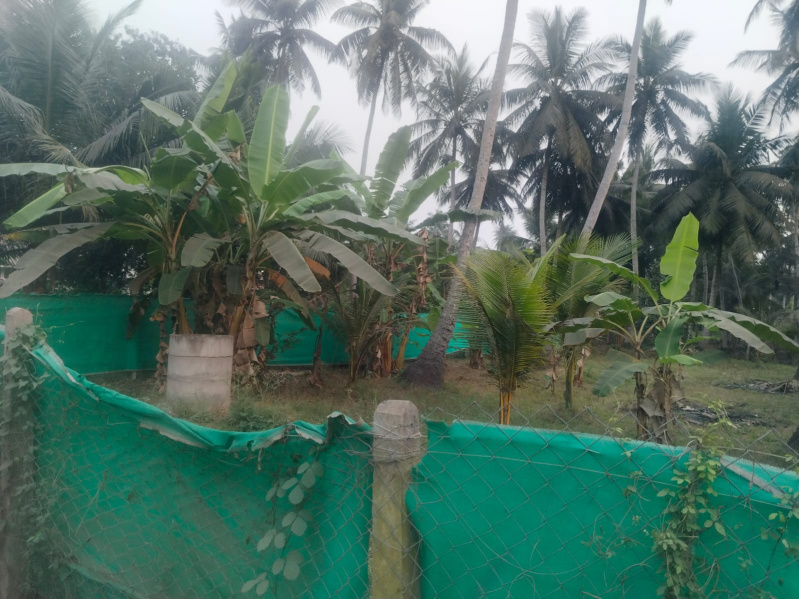  12 Cent Residential Plot for Sale in Razole, East Godavari