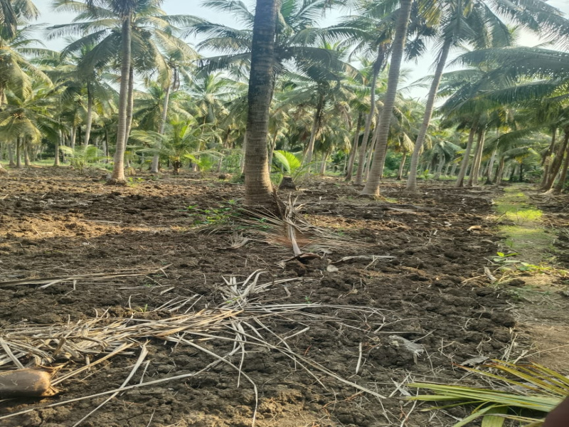  1 Acre Agricultural/Farm Land for Sale in Amalapuram, East Godavari