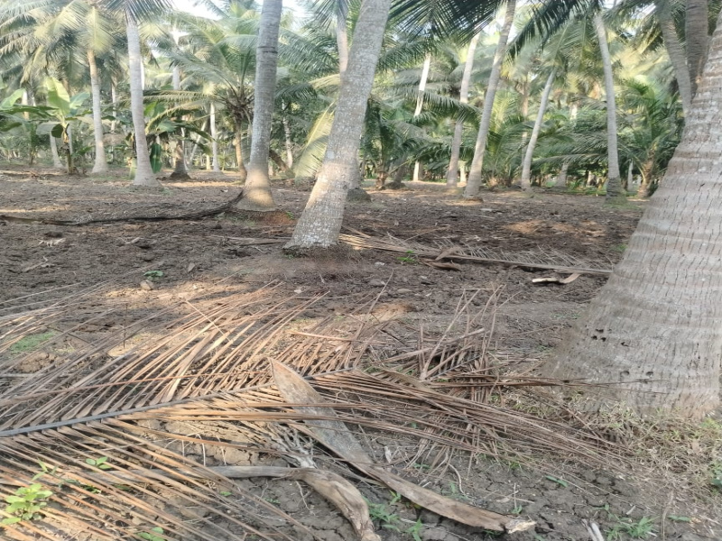  1 Acre Agricultural/Farm Land for Sale in Amalapuram, East Godavari