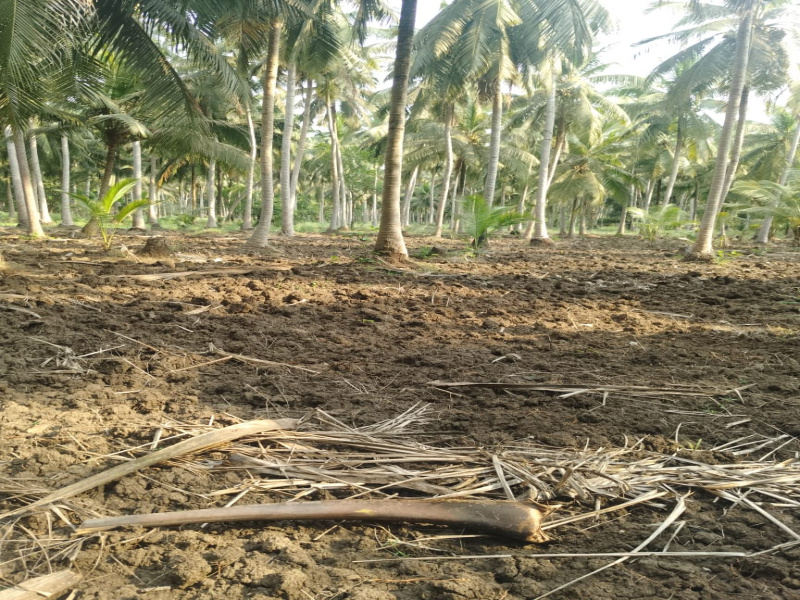  1 Acre Agricultural/Farm Land for Sale in Amalapuram, East Godavari