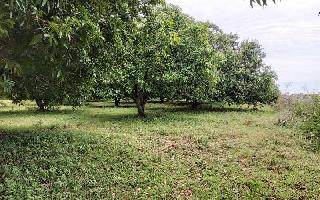  Agricultural Land for Sale in Mappedu, Chennai