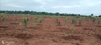  Agricultural Land for Sale in Edaikazhinadu, Kanchipuram