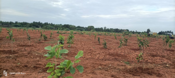  Agricultural Land for Sale in Kalpakkam, Kanchipuram