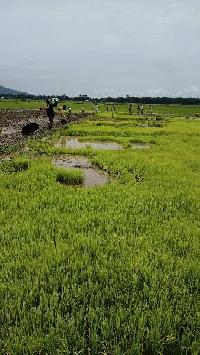  Agricultural Land for Sale in Silapathar, Dhemaji