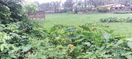  Residential Plot for Sale in Majgaon, SONITPUR