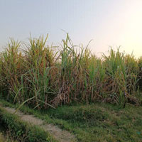  Agricultural Land for Sale in Khatauli Rural, Muzaffarnagar