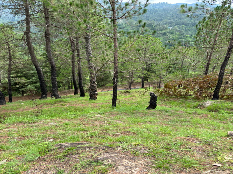 2000 Sq. Meter Residential Plot for Sale in Mukteshwar, Nainital