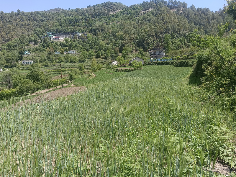  900 Sq. Meter Residential Plot for Sale in Mukteshwar, Nainital