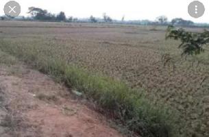  Agricultural Land for Sale in Mala Khera, Alwar