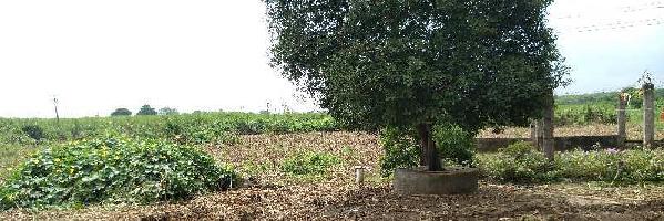  Agricultural Land for Sale in Ankleshwar, Bharuch