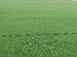  Agricultural Land for Sale in Kuthalam, Nagapattinam