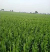  Agricultural Land for Sale in Ponnur, Guntur