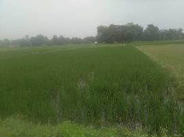  Agricultural Land for Sale in Babatpur, Varanasi