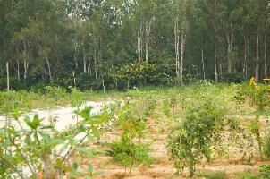  Agricultural Land for Sale in Bannerghatta, Bangalore