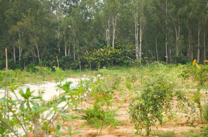  Agricultural Land 3250 Sq.ft. for Sale in Bannerghatta, Bangalore