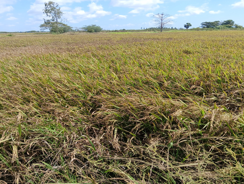  58900 Sq.ft. Agricultural/Farm Land for Sale in Velankanni, Nagapattinam