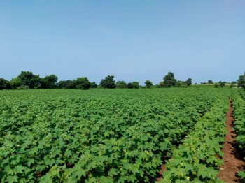  Agricultural Land for Sale in Karve Nagar, Nagpur