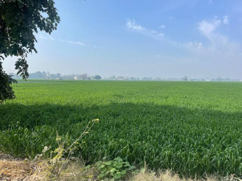  Agricultural Land for Sale in Eco City 1, New Chandigarh