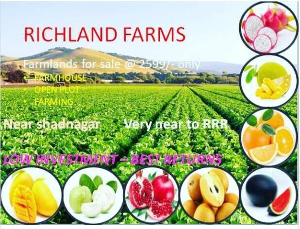  Agricultural Land 242 Sq. Yards for Sale in Shadnagar, Hyderabad