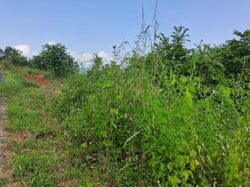  Agricultural Land 5 Acre for Sale in Poladpur, Raigad