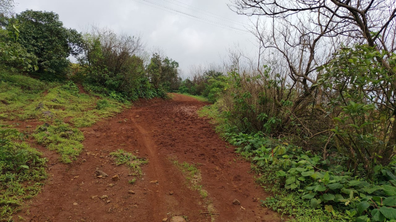  Agricultural Land 60 Acre for Sale in Bhor, Pune