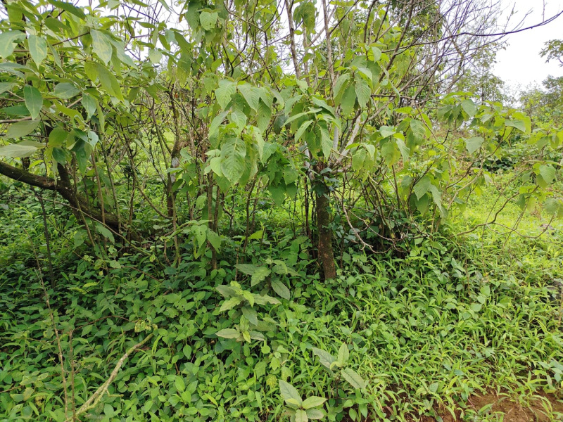  Agricultural Land 60 Acre for Sale in Bhor, Pune