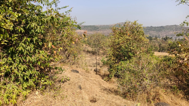  Agricultural Land 20000 Sq.ft. for Sale in Harihareshwar, Raigad