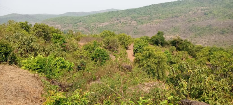  Agricultural Land 1500 Acre for Sale in Chiplun, Ratnagiri