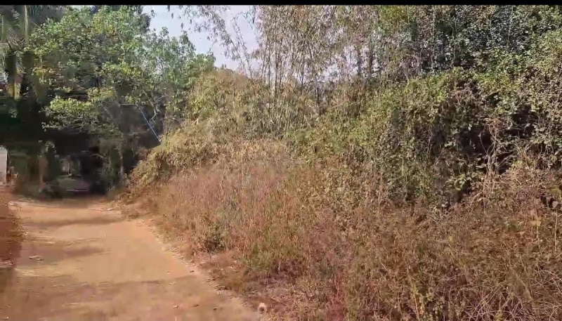  Residential Plot 51 Guntha for Sale in Alibag, Raigad