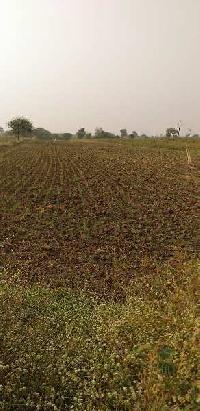  Agricultural Land for Sale in Murtijapur, Akola