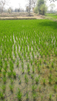 1200 Sq. Yards Agricultural Land for Sale in Vrindavan, Mathura